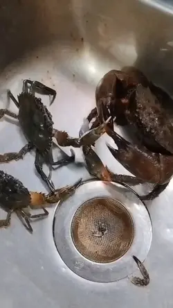 halimaw