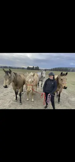 Old horses 