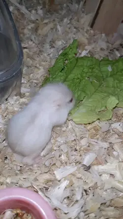 Hamster kecil