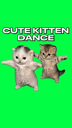 CUTE KITTEN DANCE