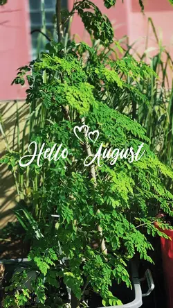Hello August 1
