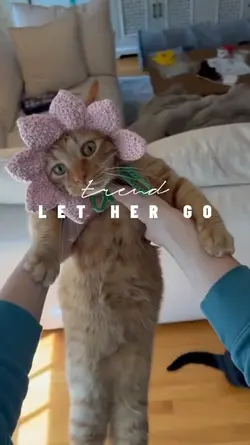 trend LET HER GO