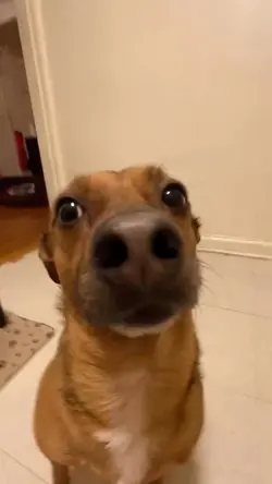 funny meme template 
