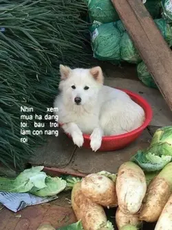 điệunhảycủagiấcmơ3x4
