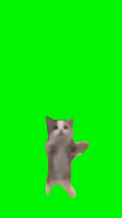 Happy Cat