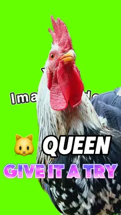 Pussy queen