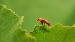 insect cinematic 
