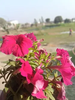 ফুলের ভিডিও 