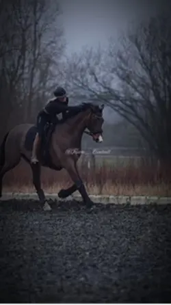 Equestrian Template💞