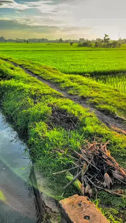 tresno waranggono 