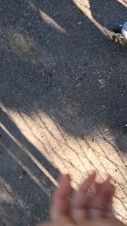 rolki