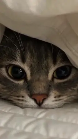 cute cats