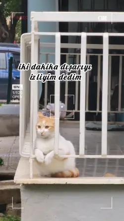 cats kedi şablon