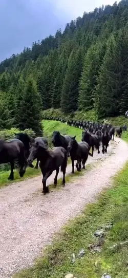 Horses🩷