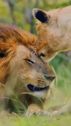 The Lion