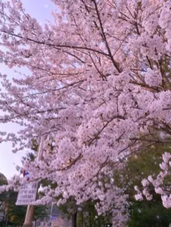 🌸🌸 벚꽃