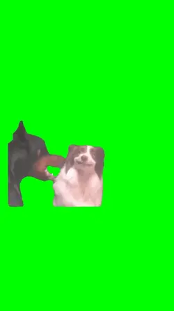 dog barking at dog