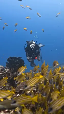 vlog