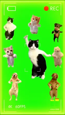 KUCING JOGET LUCU