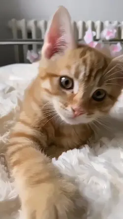 kedi fancam