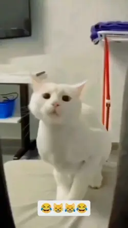 Dancing cat