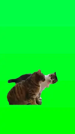 Gatos meme