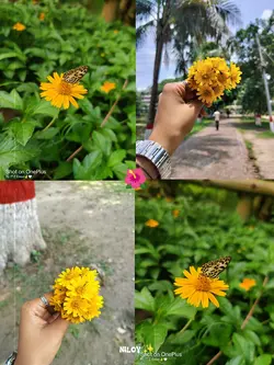 ফুল লাভার 
