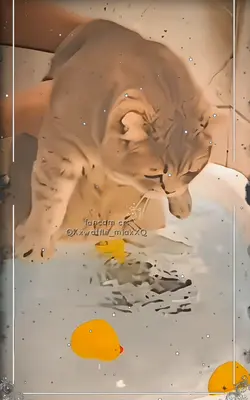 kedi fancam
