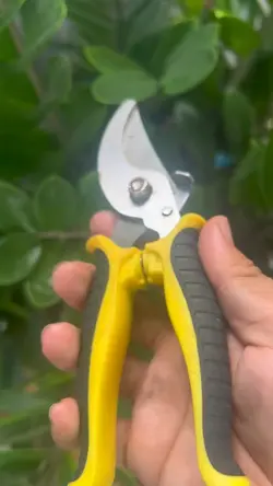 Kéo cắt cành