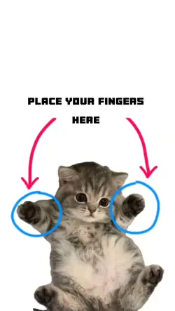 funny cat meme 