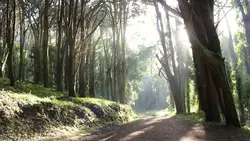 nature