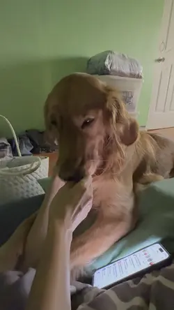 farted dog song