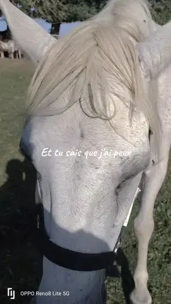 Je t'aime 