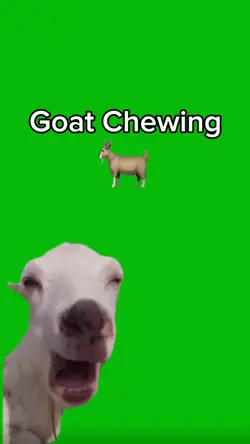 Goat Chewing 🐐 