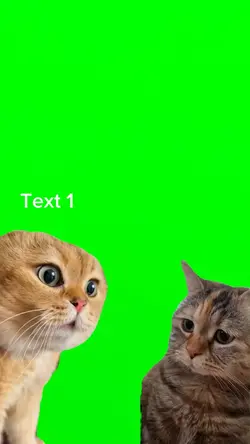 Cat conversation