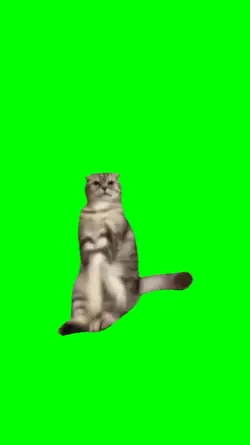 Crazy cat dance