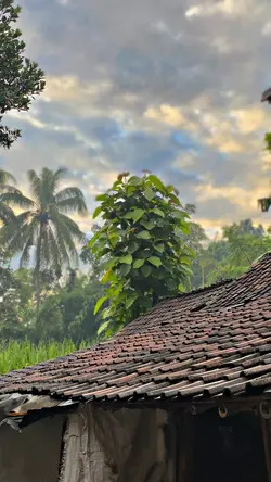1VID HD FILTER