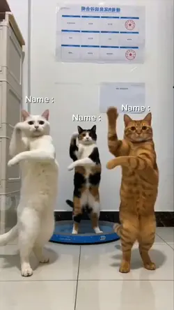 Dancing Cat Trend