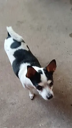 ซูโม่