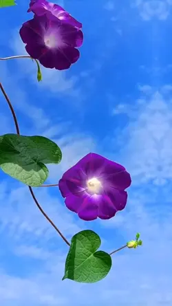 aesthetic transition