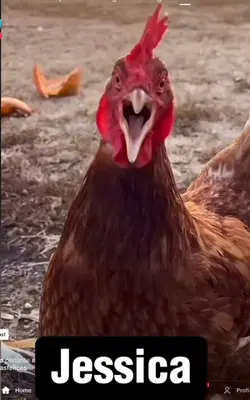 Funny Chicken Talkin