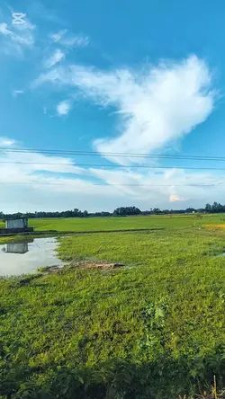 Nature View 