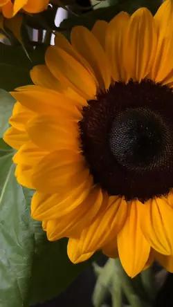Girasoli