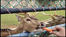 Kasih makan Rusa