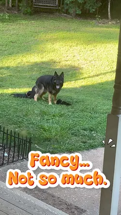 Best dog dad