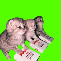 gatos bailando