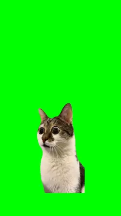 confused cat