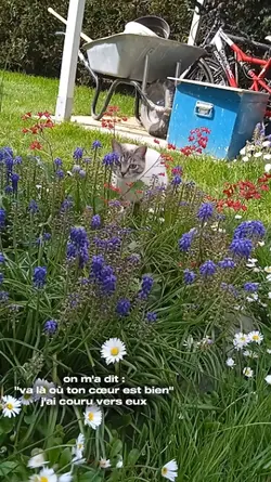 les chats <3