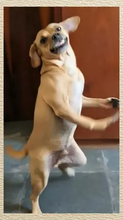 dancing dog 
