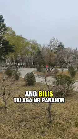 Aray! Rayuma